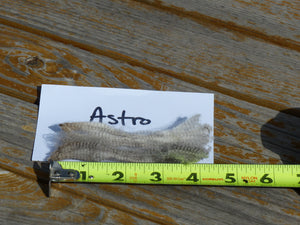 Astro 2024 Raw Fleece - 7.7 lbs Reserved