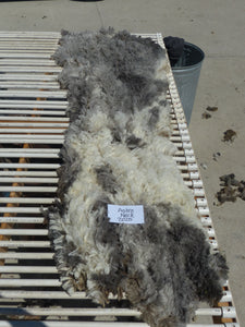 Astro - 2025 Neck Fleece 2.8 lbs RESERVED