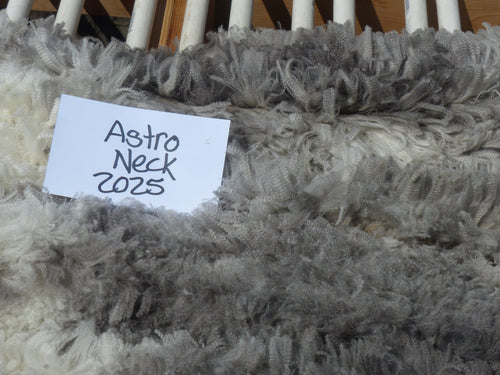 Astro - 2025 Neck Fleece 2.8 lbs RESERVED