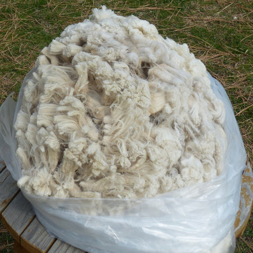Brown Eyed Girl 2025 Raw Fleece 4.4 lbs