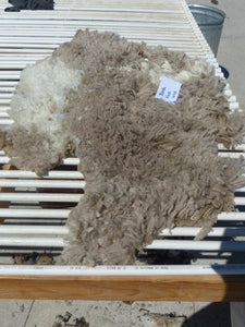 Blondie - 2025 Neck Fleece 1.5 lbs
