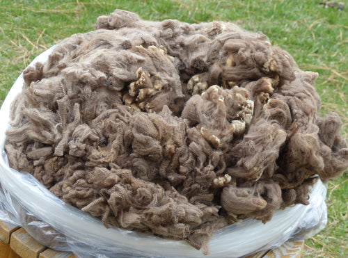Carmelita 2024 Raw Fleece - 5.5lbs Reserved