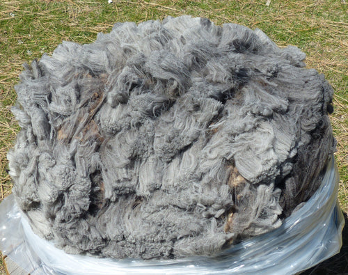 Calamity Jane 2025 Raw Fleece   8.3lbs