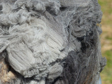 Load image into Gallery viewer, Calamity Jane 2025 Raw Fleece   8.3lbs
