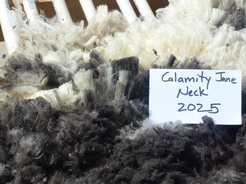 Calamity Jane - 2025 Neck Fleece 3.1 lbs - RESERVED