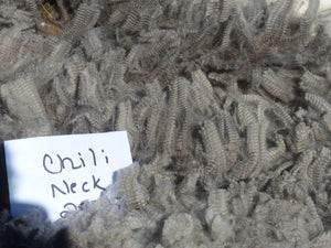 Chili Pepper - 2025 Neck Fleece 1.8 lbs