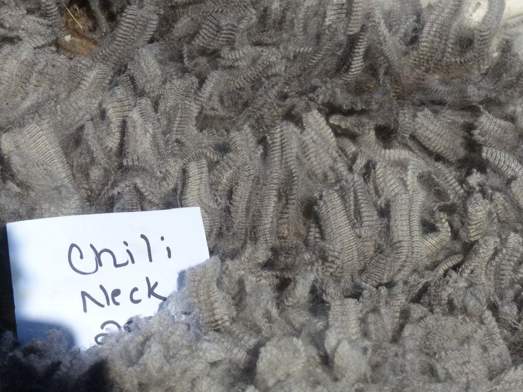 Chili Pepper - 2025 Neck Fleece 1.8 lbs