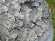 Load image into Gallery viewer, Colonel Sanders  - 2026 Raw Fleece 7.3 lbs RESERVED