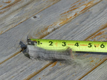Load image into Gallery viewer, Colonel Sanders  - 2026 Raw Fleece 7.3 lbs RESERVED