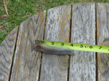 Load image into Gallery viewer, Flash 2026 Raw Fleece - 5.47 lbs Reserved