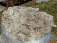 Load image into Gallery viewer, Golden Boy 2024 Raw Fleece - 10.6lbs Reserved
