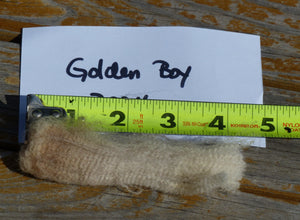 Golden Boy 2024 Raw Fleece - 10.6lbs Reserved