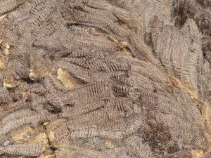 Groucho 2025 Raw Fleece - 5.2 lbs RESERVED