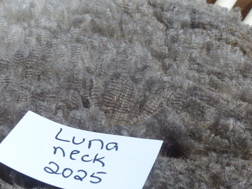 Luna 2025 Neck Fleece 2.4lbs