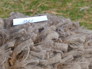 Mole' - 2024 Raw Prime Fleece 6.7lbs - Reserved