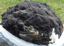 Load image into Gallery viewer, Miss T 2024 Raw Fleece 6.8 lbs - Reserved