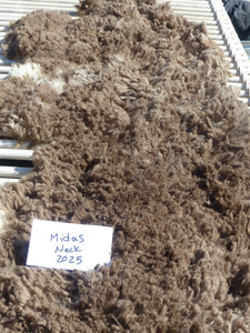 Midas- 2025 Neck Fleece 2.9 lbs