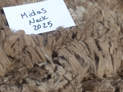 Midas- 2025 Neck Fleece 2.9 lbs