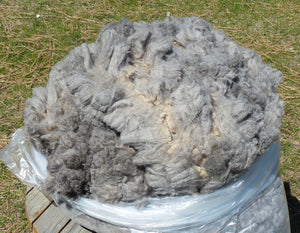 Nino 2025 Raw Fleece - 9.5 lbs Reserved
