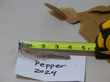 Load image into Gallery viewer, Pepper 2024 Raw Fleece 4.9lbs RESERVED