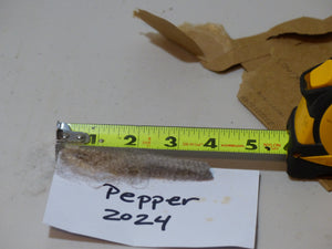 Pepper 2024 Raw Fleece 4.9lbs RESERVED