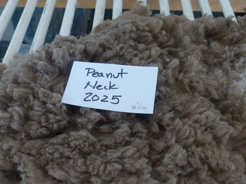 Peanut 2025 Neck Fleece 1.2lbs
