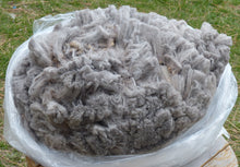 Load image into Gallery viewer, Sweet Pea 2024 Raw Fleece - 6.3 lbs Reserved