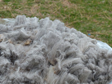 Load image into Gallery viewer, Sweet Pea 2024 Raw Fleece - 6.3 lbs Reserved