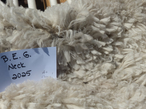 Brown Eyed Girl - 2025 Neck Fleece 1.7 lbs