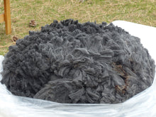 Load image into Gallery viewer, Willie 2023 Raw Fleece - 4.6lbs Reserved